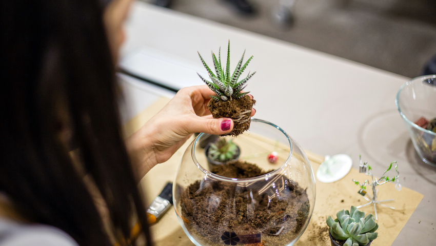 Creative Indoor Mini Gardens 